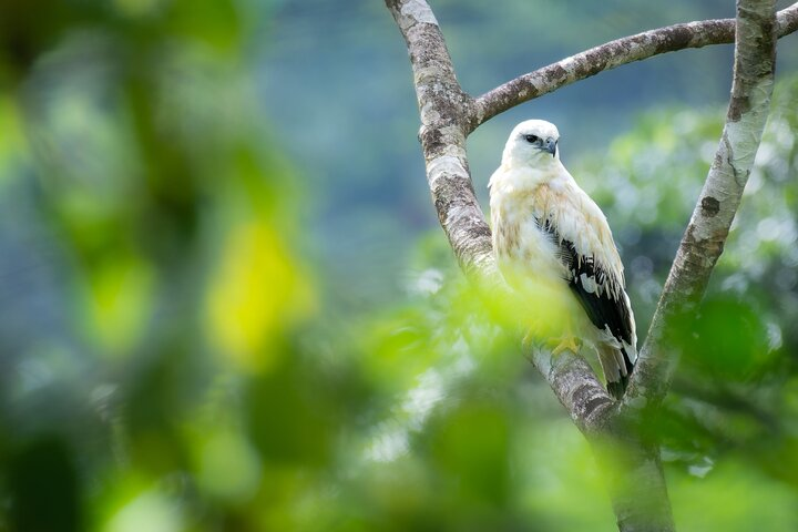 2-Hour Chachagua Rainforest - Birdwatching Tour - Photo 1 of 7